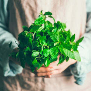 Suplementos Herbales